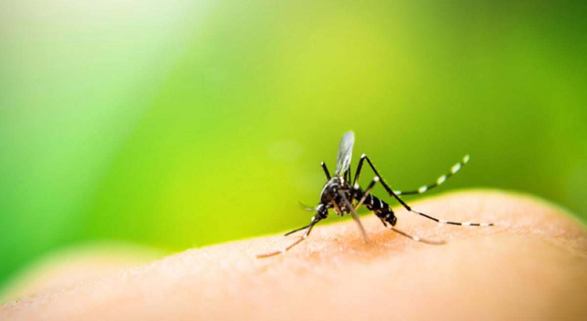 Zika virus may have adverse effects on heart