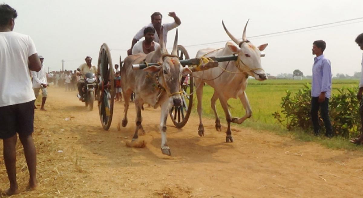 Bullock-cart races held at Gollaprolu