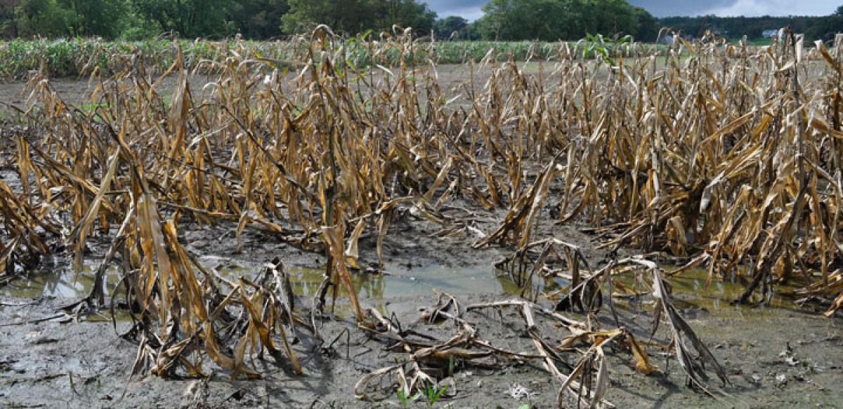Unseasonal rains damaged  Rabi crops worth 20,000 cr