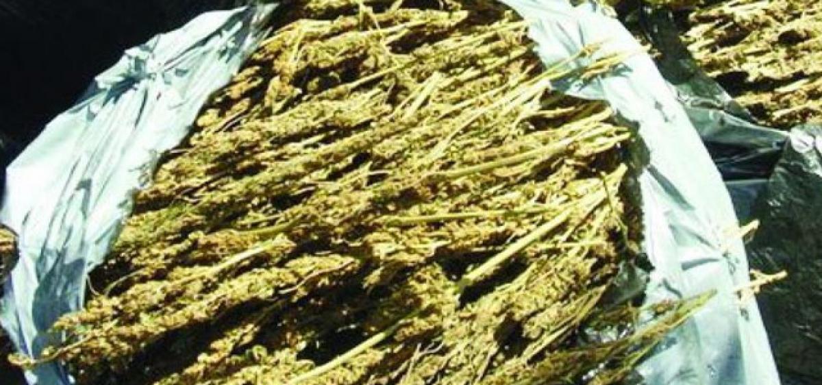 1 tonne ganja seized; 7 held at Devarapalli