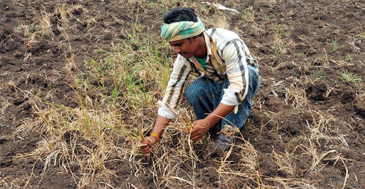 Krishna delta farmers desperate for water