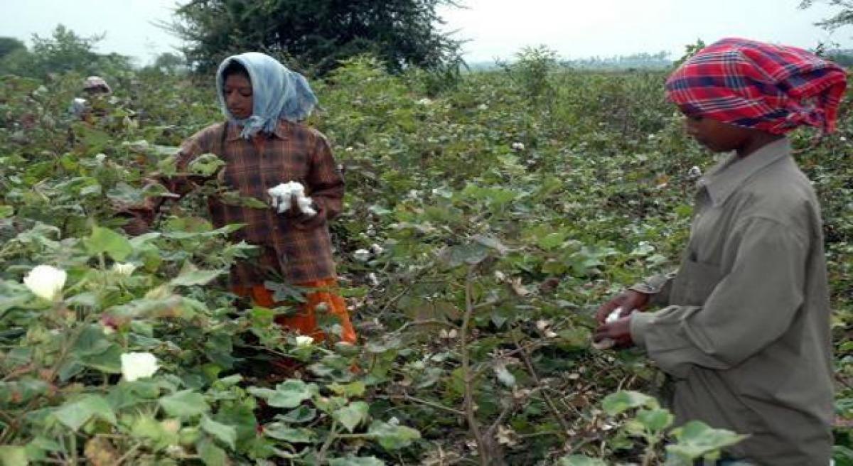 Farmers shift to pulses