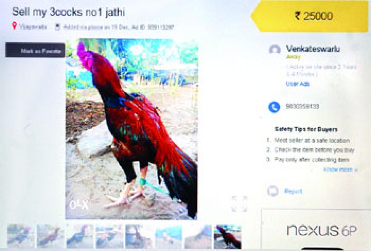 Roosters for sale online in AP