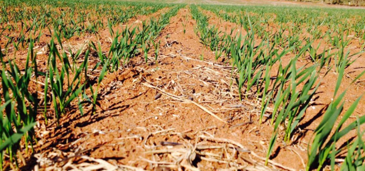 Facility to gauge climate CHANGE influence on crops 