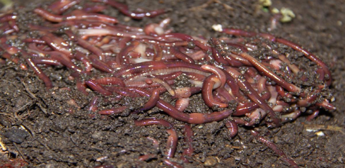 Earthworm exploitation hits Pulicat biodiversity