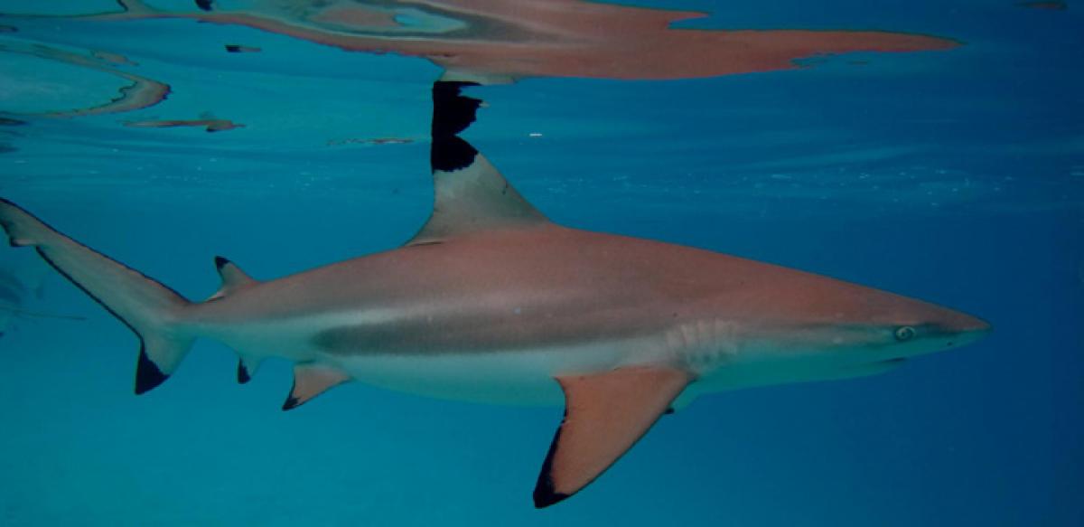 Coral reef sharks not apex predators