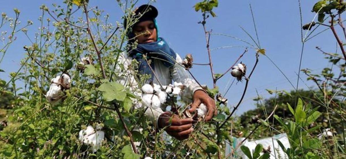 Pakistan puts cotton imports from India on hold as tensions mount