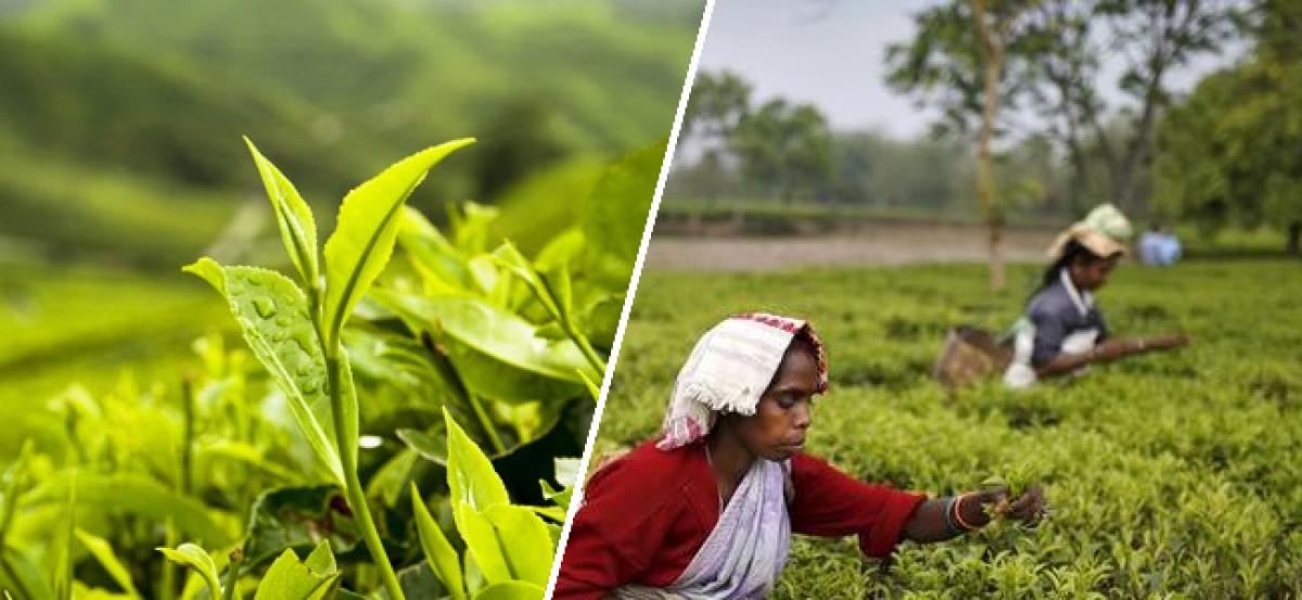 Drop in India, Kenya tea output brews price rises