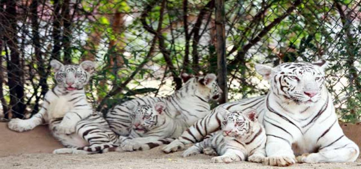 Tiger cubs to enthrall tourists at SV Zoo Park