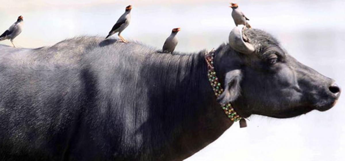 Buffaloes likely to be removed from no slaughter list