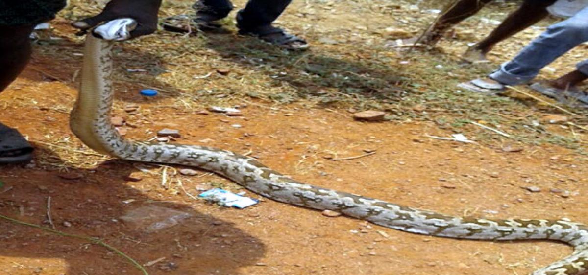 Python found near AP CM’s residence