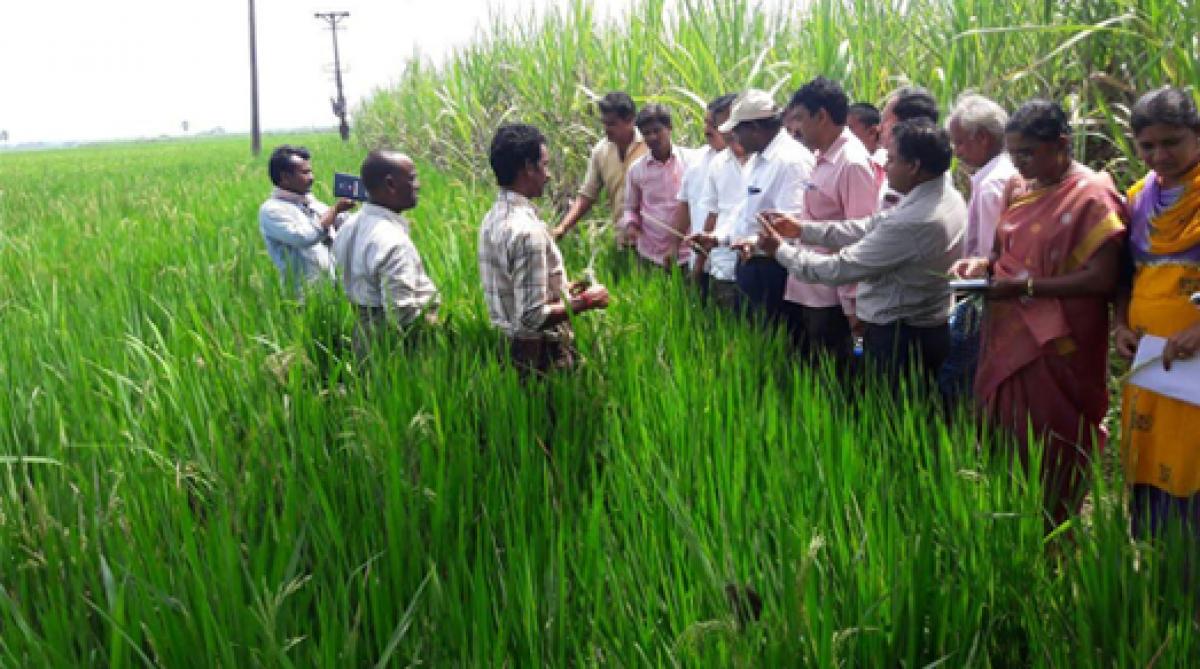 Special team to assess crop damage