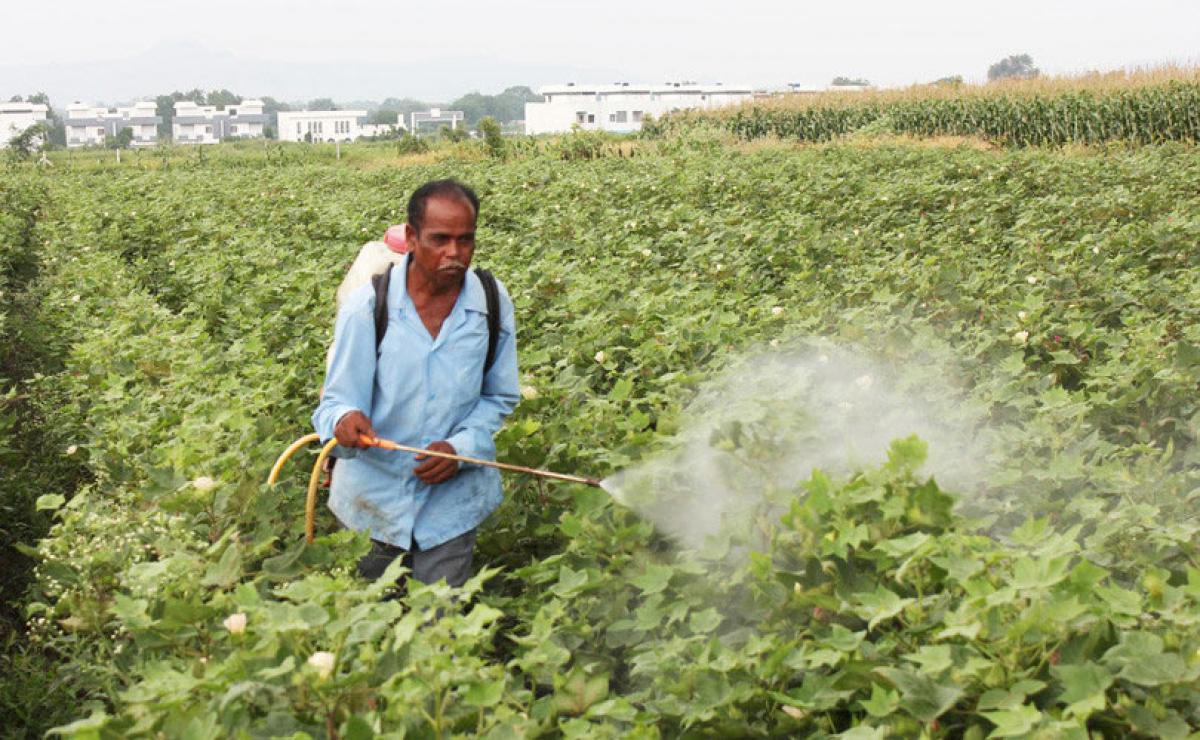 Steep fall in cotton cultivation due to drought, pest attack