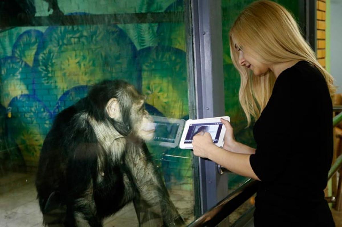 How a touch screen helped a paralysed chimp walk again