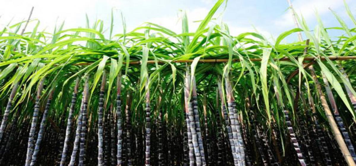 Sugarcane Research Centre produces better quality cane