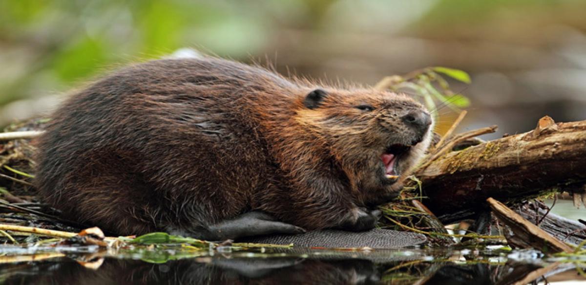 Beavers boon for environment