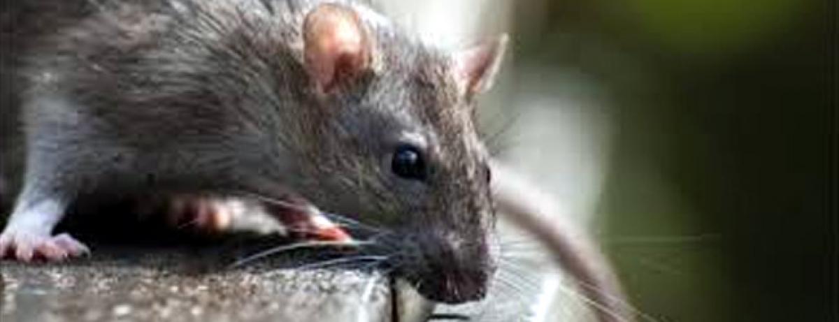 Its mouse hunt in Pakistans Peshawar, Rs 25 reward for each rat killed