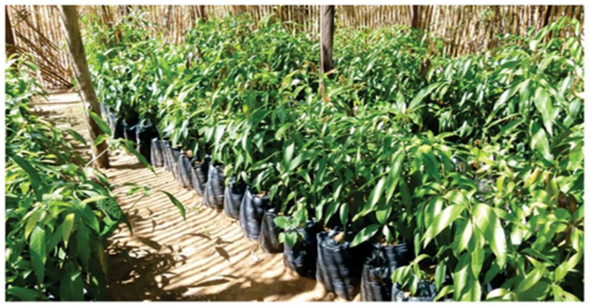 Forest cover enhance livelihood activities in Bangaru Telangana