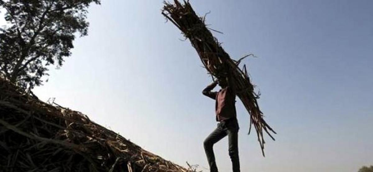 Sugar cane arrears plunge in India as sweetener prices rally