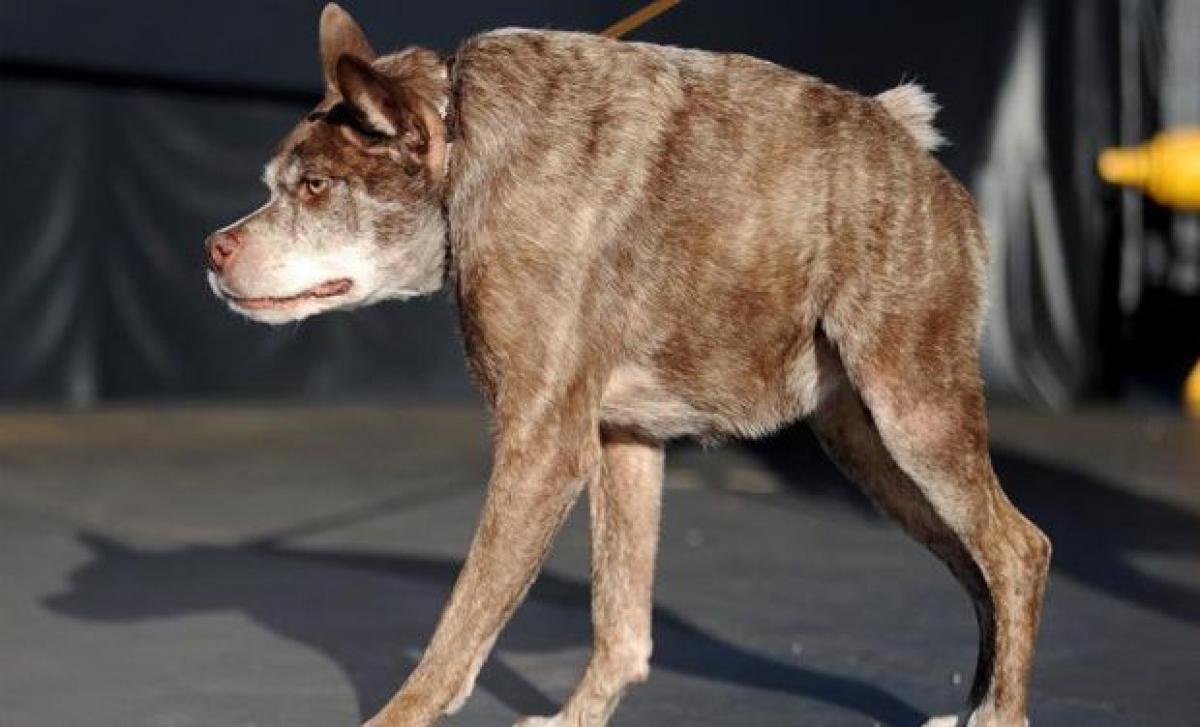 Hunchbacked dog Quadi Modo wins Worlds ugliest dog contest