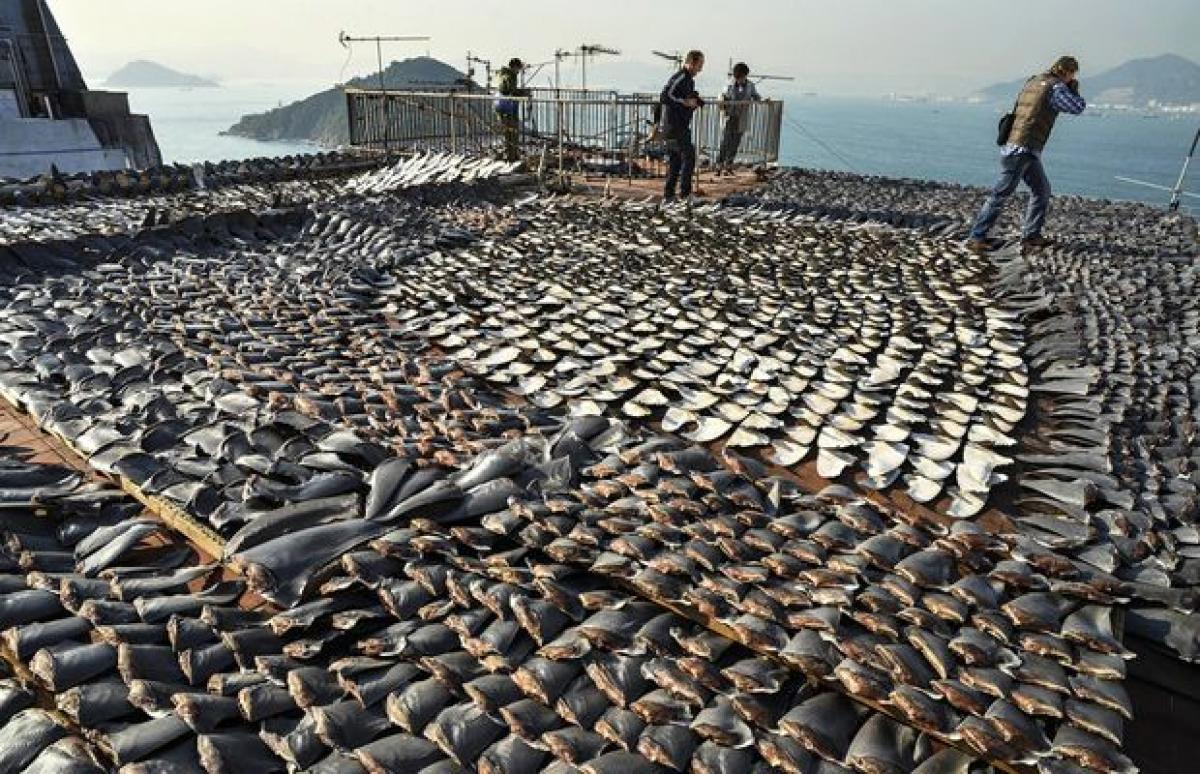 Activists find Taiwanese ship with illegal shark fins: Greenpeace