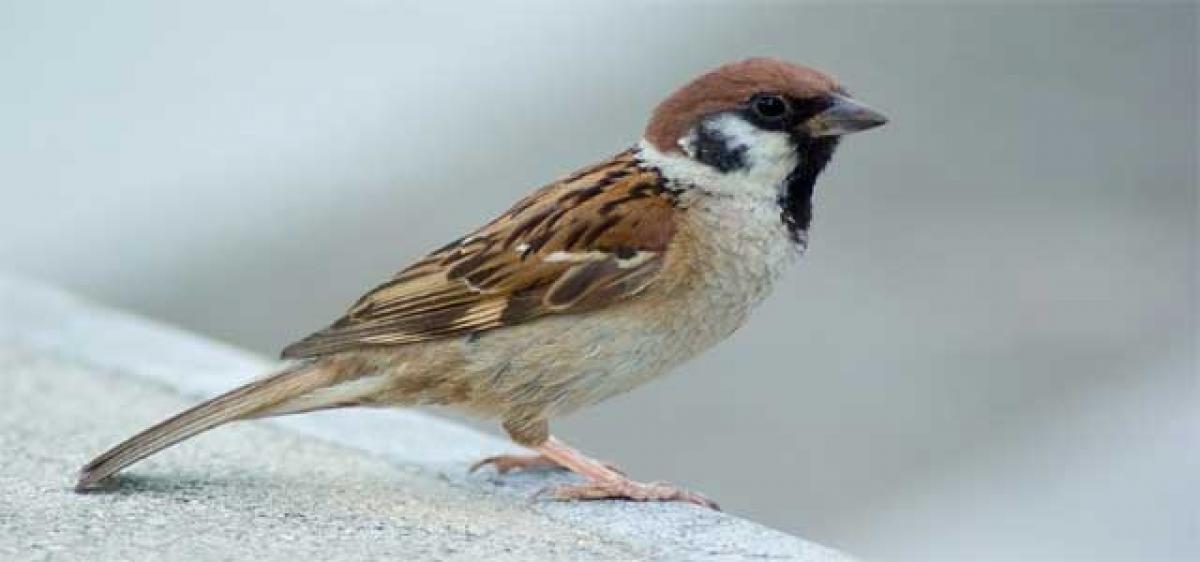 Bird In The Attic Humane Removal Of Birds In The Attic Of Your House