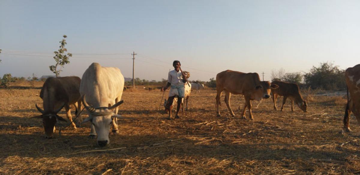 Fodder shortage hits Mahbubnagar dist