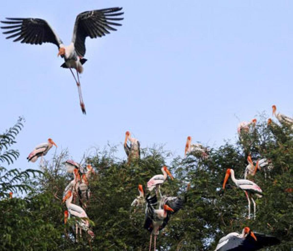 Chintapalli hostile to winged visitors