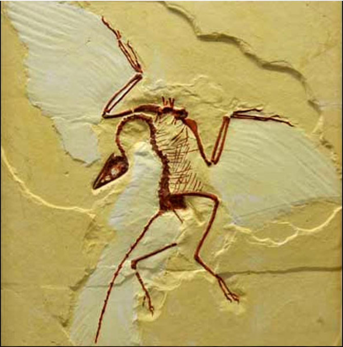 125-Million-Year-Old Wing Reveals Evolution of Flight