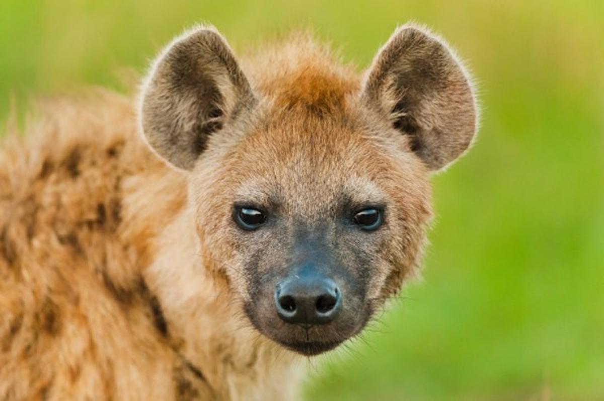 Can your advantages do more harm, learn the HR insight from   spotted hyena