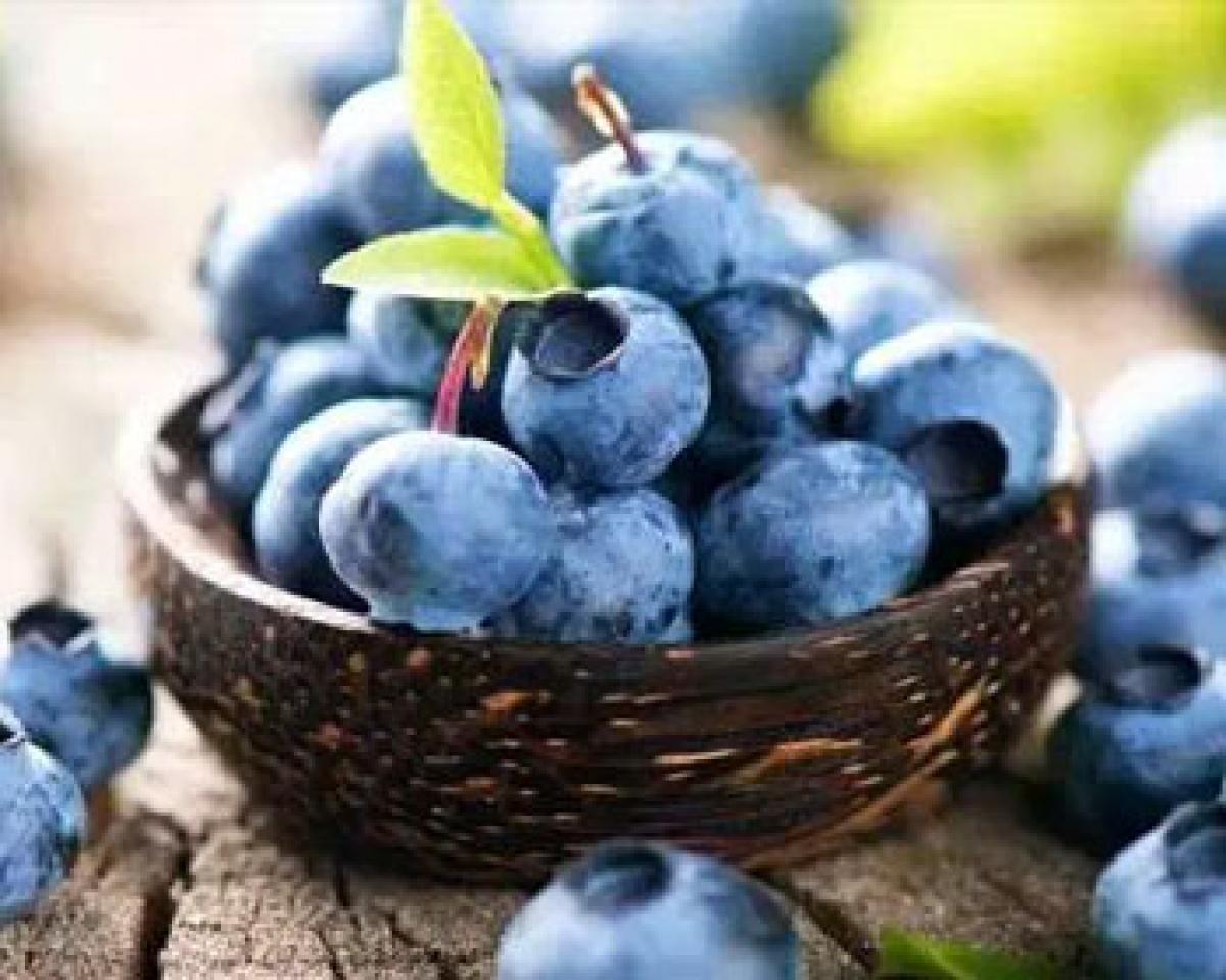 Super fruit blueberry loaded with antioxidants can prevent dementia