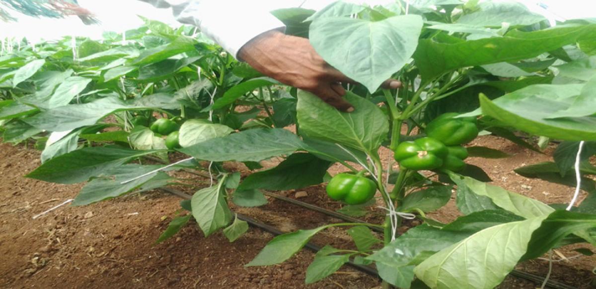 Capsicum export demand revives hopes of farmers