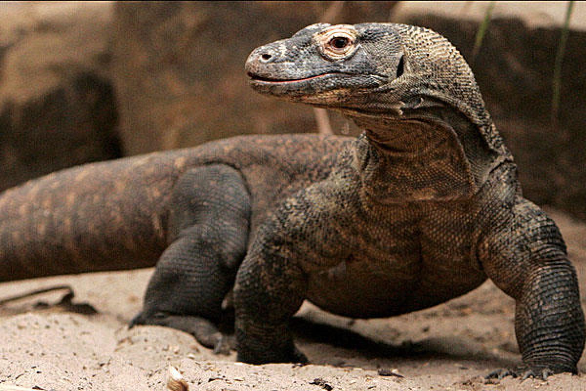 Develop Komodo dragon leadership …. A HR message