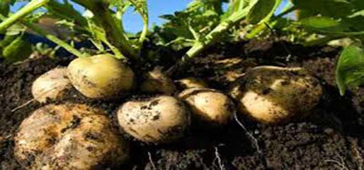 Potato farmers resort to distress sale