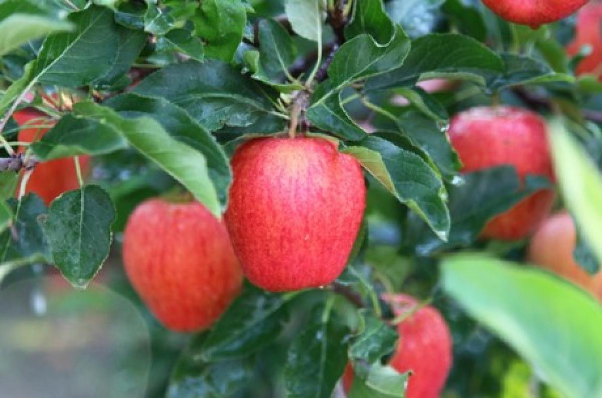 How India is planning to fight apple crop decline