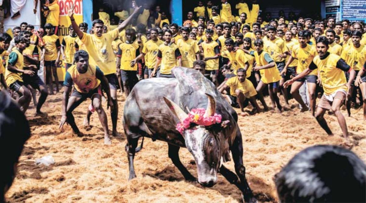 36 injured in Jallikattu event at Avanipuram