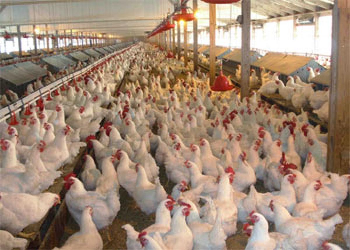 poultry-farming-project-for-chenchus