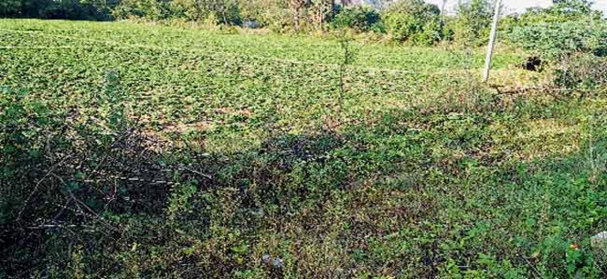 Groundnut crop withers in CM’s home turf