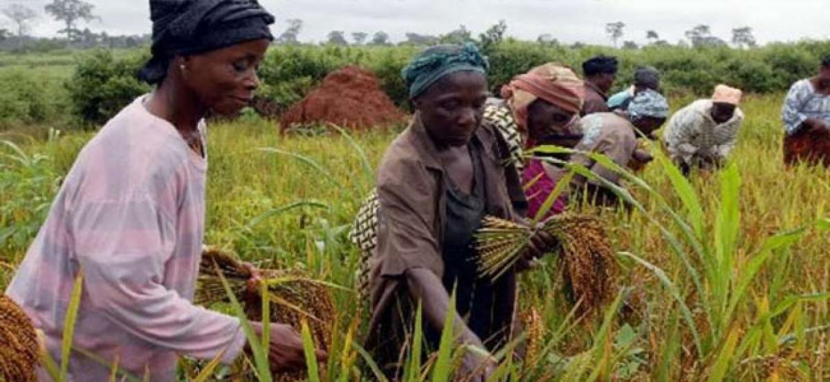 Farmers unhappy with cultivation of pulses