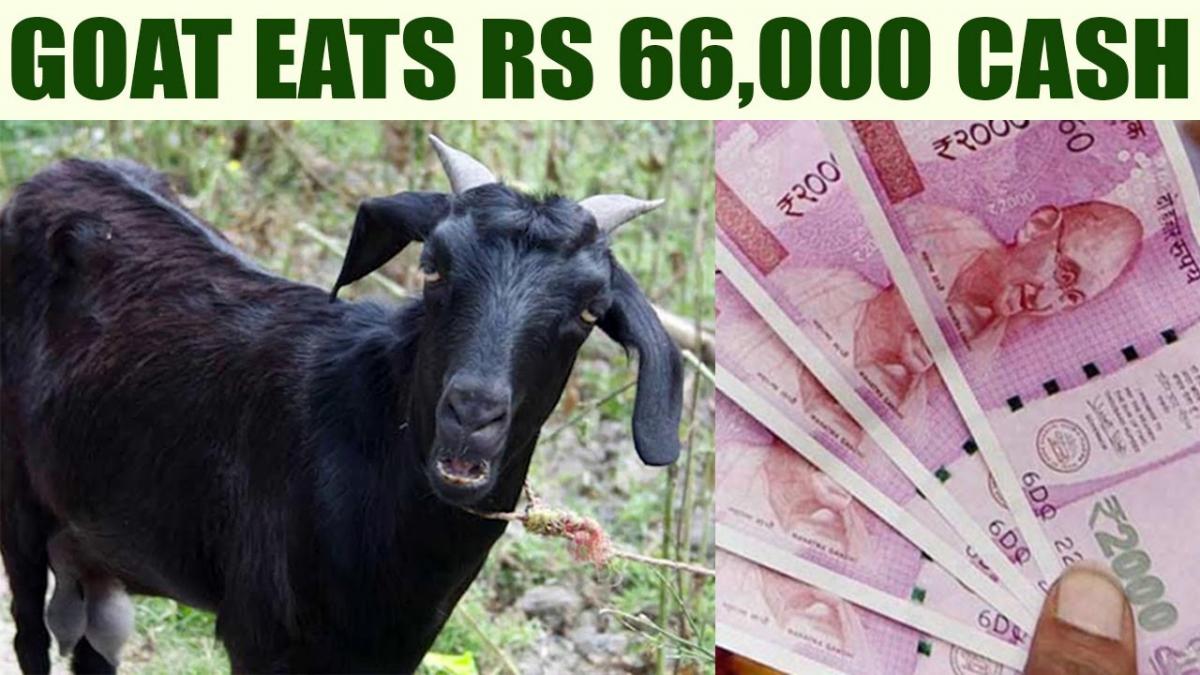 OMG!Goat eats Rs.66,000 cash