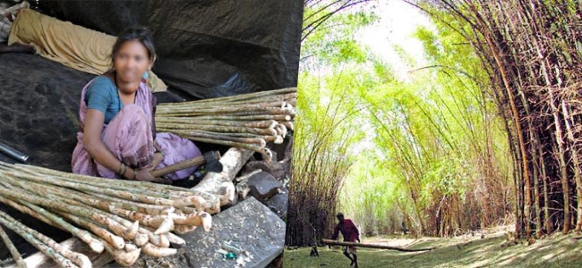 Bamboo smuggling from Nallamala forest alleged