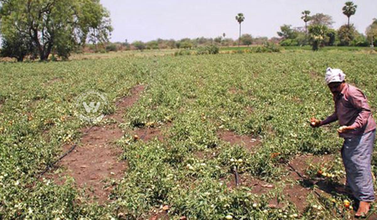 Dip in groundwater level hits crops in 1.5L acres