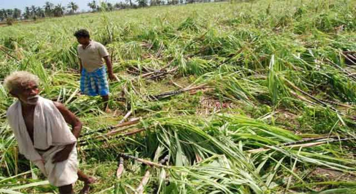 Drought cripples sugar industry