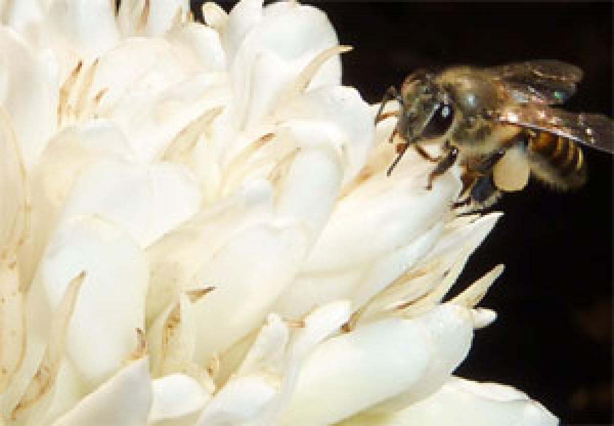 Even honeybees love coffee!