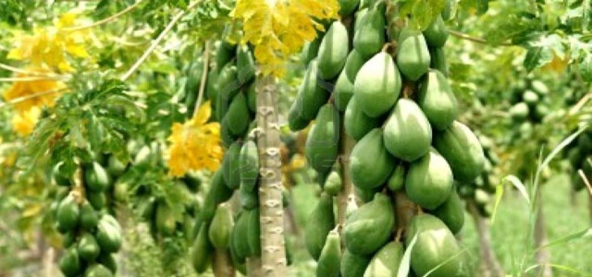 Papaya cultivation records exponential growth