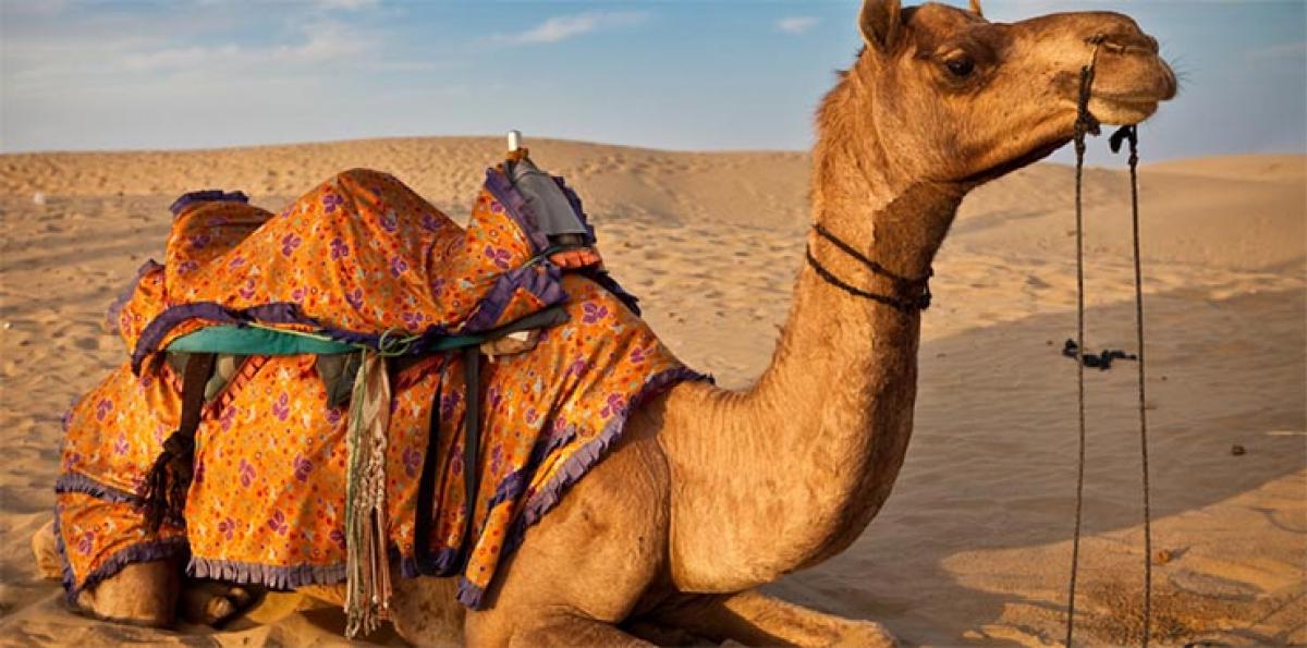 Do not be a Camel Manager