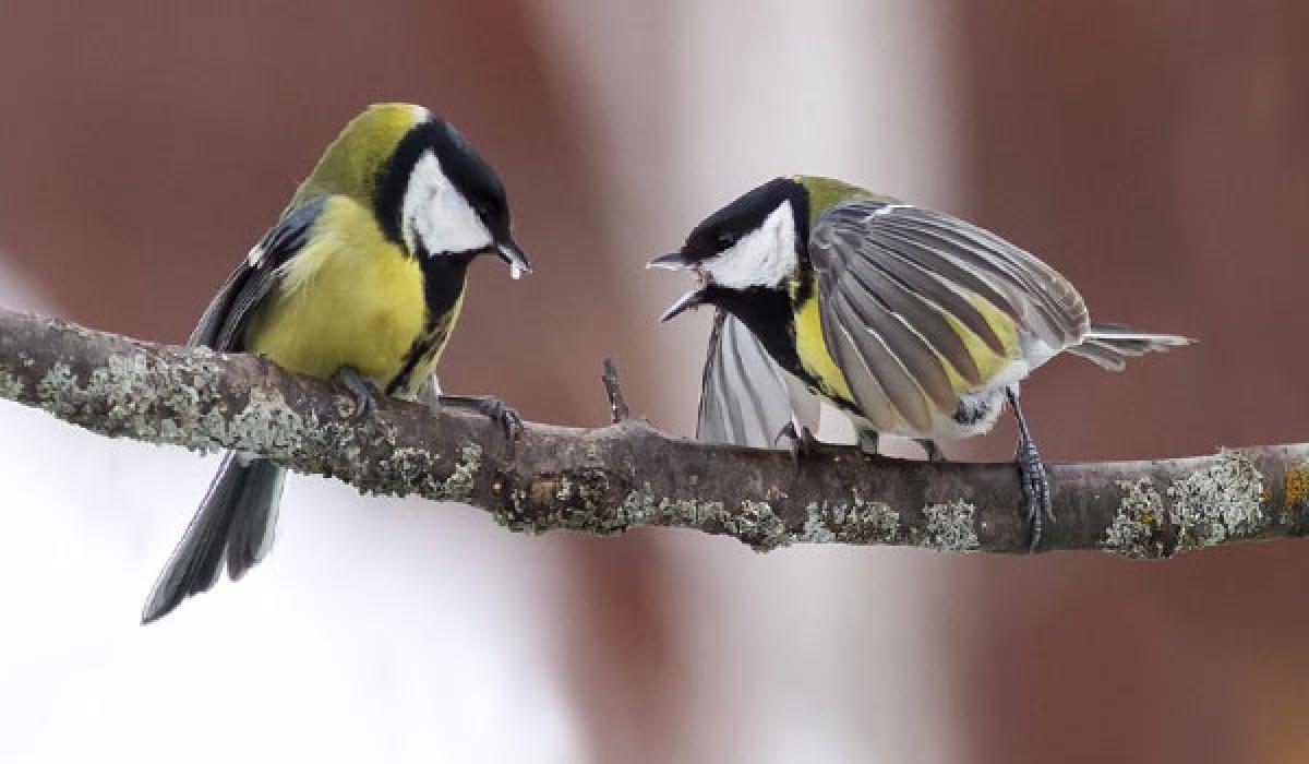 Did you know, males of great tit birds choose like-minded neighbours?