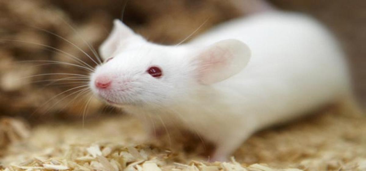 Mice vision may unravel natural vision connect to brain circuitry