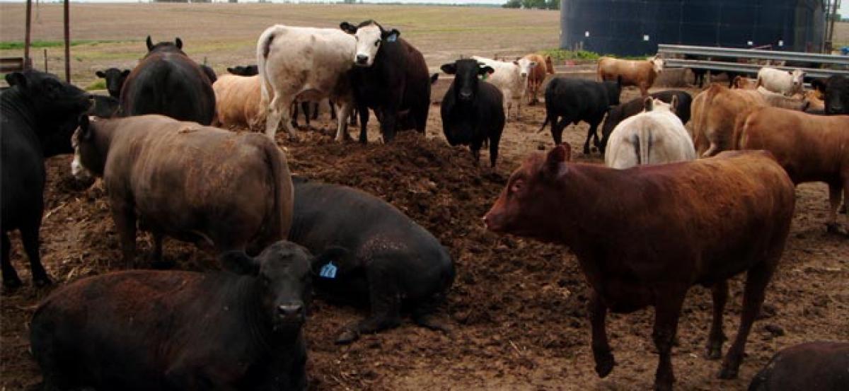 Manure of antibiotic administered cattle can affect soil ecosystem