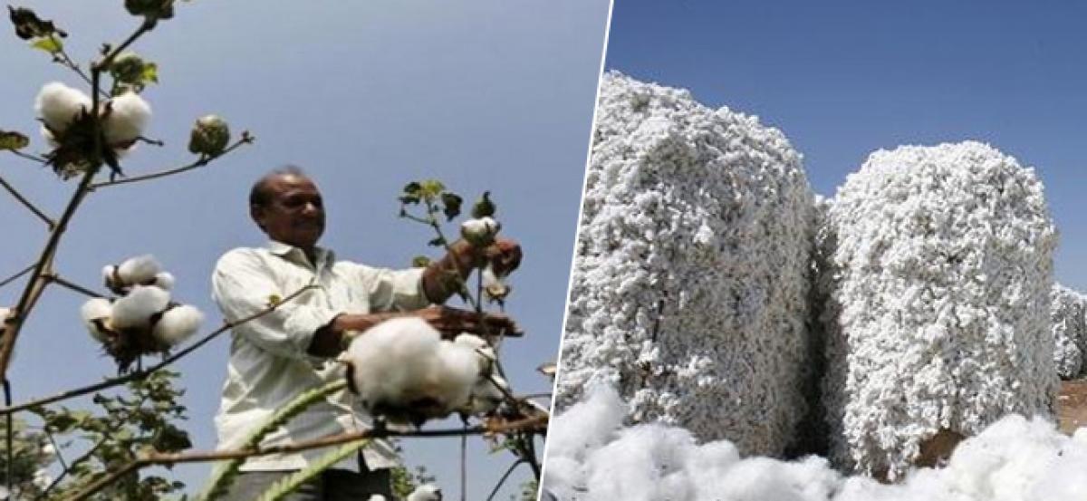 Cotton output for 2016-17 expected to be 340.50 lakh bales